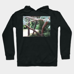 Madrona Lighted in the Park Hoodie